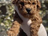 Original Maltipoo özel ırk Yavruları