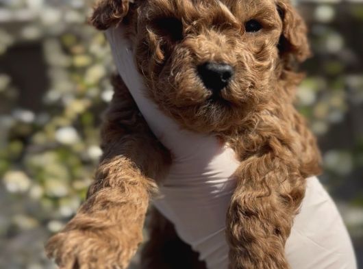 Original Maltipoo özel ırk Yavruları