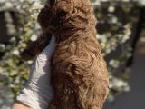Original Maltipoo Özel Irk Yavruları