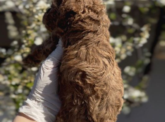 Original Maltipoo Özel Irk Yavruları görsel