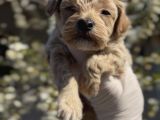 Original Maltipoo Özel Irk Yavruları