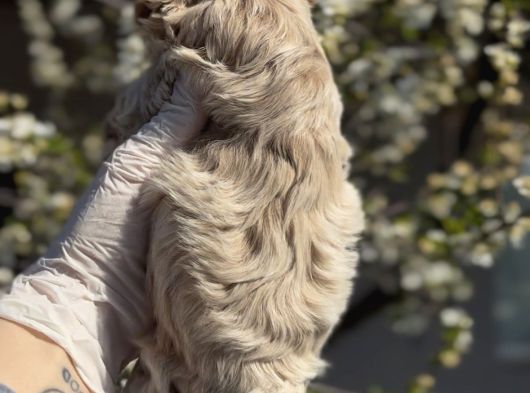 Original Maltipoo Özel Irk Yavruları görsel