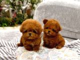 Mini boy garantili kore toy poodle bebekler