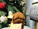 Mini Boy Garantili Kore Toy Poodle Bebekler