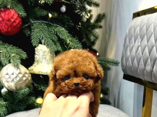 Mini Boy Garantili Kore Toy Poodle Bebekler görsel