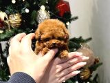 Mini Boy Garantili Kore Toy Poodle Bebekler