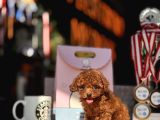 Red Brown Mi̇ni̇ Toy Poodle Yavrular