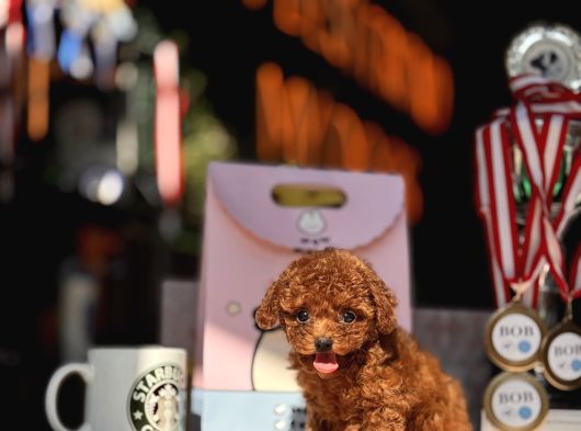 Red Brown Mi̇ni̇ Toy Poodle Yavrular görsel