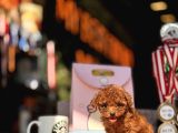 Red Brown Mi̇ni̇ Toy Poodle Yavrular