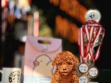 Red Brown Mi̇ni̇ Toy Poodle Yavrular