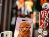 RED BROWN MİNİ TOY POODLE YAVRULAR