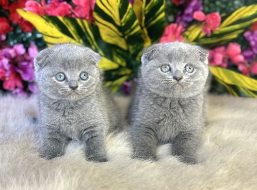 Sağlık Garantili Bebekler görsel