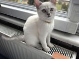 4Aylık Oyuncu Sevilmeyi Seven Kedimiz