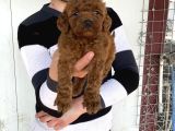 Koyu Red Brown Toy Poodle Yavrular