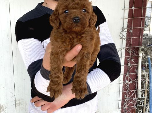Koyu Red Brown Toy Poodle Yavrular görsel