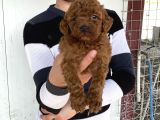 Koyu Red Brown Toy Poodle Yavrular