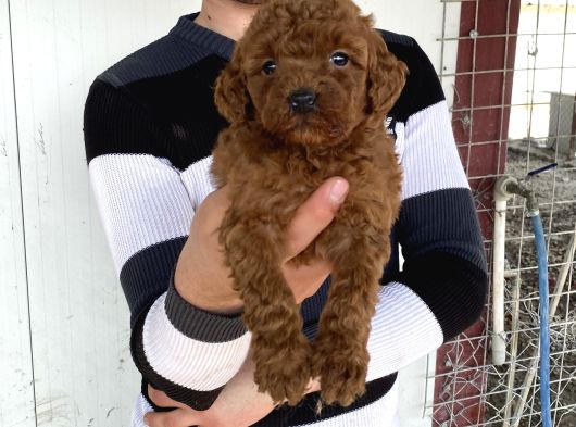 Koyu Red Brown Toy Poodle Yavrular görsel