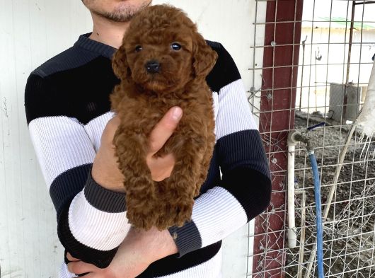 Koyu Red Brown Toy Poodle Yavrular