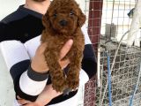 Koyu Red Brown Toy Poodle Yavrular