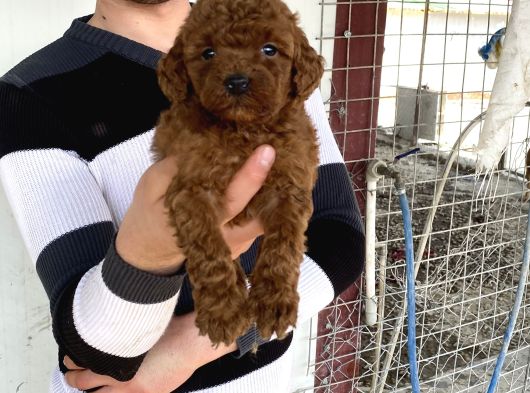 Koyu Red Brown Toy Poodle Yavrular görsel