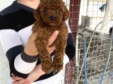 Koyu Red Brown Toy Poodle Yavrular