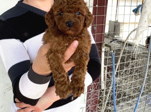 Koyu Red Brown Toy Poodle Yavrular görsel