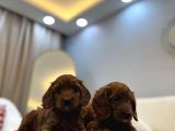 Red Brown Maltipoo Bebekler