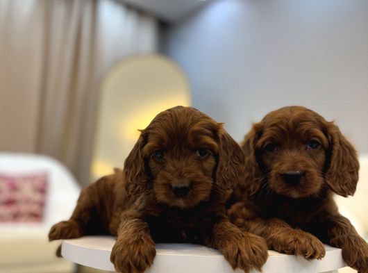 Red Brown Maltipoo Bebekler görsel