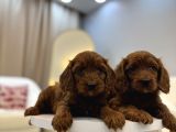 Red brown maltipoo bebekler