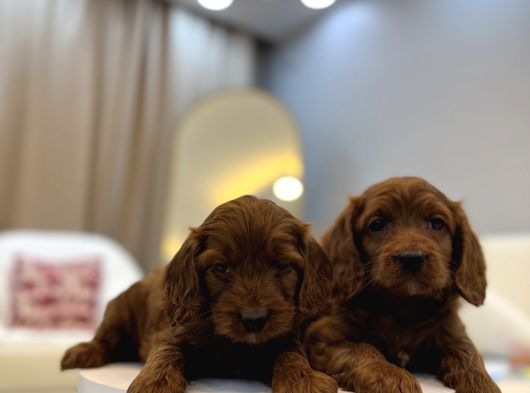 Red Brown Maltipoo Bebekler görsel