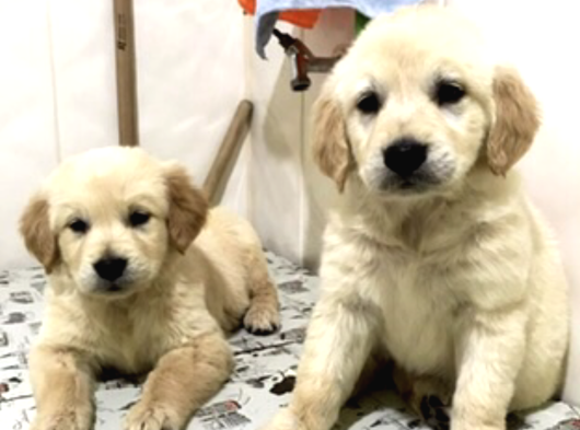 Babyface Küt Burun Safkan Golden Retriever Yavruları görsel