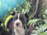 Exzotic Pocket Bully