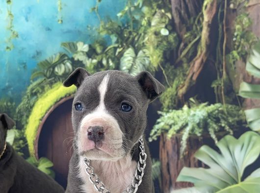 Exzotic Pocket Bully görsel