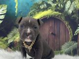 Exzotic Pocket Bully
