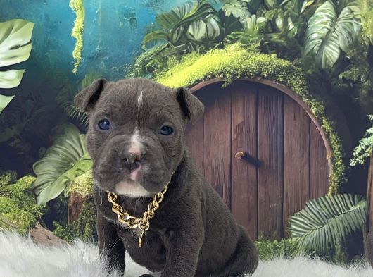 Exzotic Pocket Bully görsel