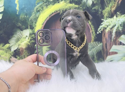 Exzotic Pocket Bully görsel