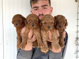 ÇOK ŞİRİN TOY POODLE YAVRULARI