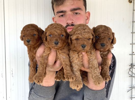 Çok Şi̇ri̇n Toy Poodle Yavrulari