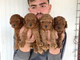 Çok Şi̇ri̇n Toy Poodle Yavrulari