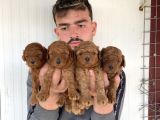 Çok Şi̇ri̇n Toy Poodle Yavrulari