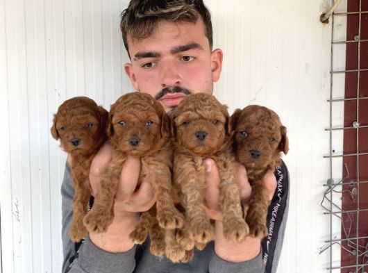 Çok Şi̇ri̇n Toy Poodle Yavrulari görsel