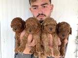 Çok Şi̇ri̇n Toy Poodle Yavrulari