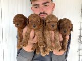 Çok Şi̇ri̇n Toy Poodle Yavrulari