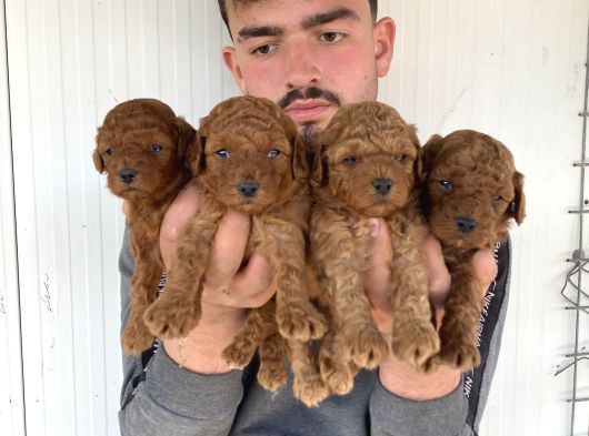 Çok Şi̇ri̇n Toy Poodle Yavrulari görsel