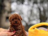 Mi̇cro Poodle Yavrular