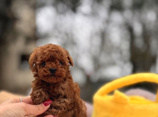 Mi̇cro Poodle Yavrular görsel