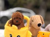 Mi̇cro Poodle Yavrular