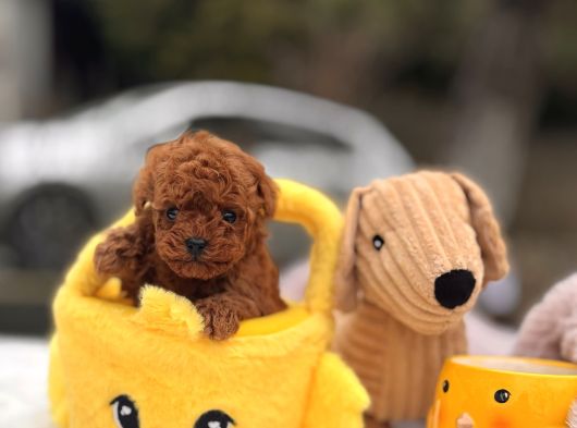 Mi̇cro Poodle Yavrular görsel