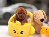MİCRO POODLE YAVRULAR
