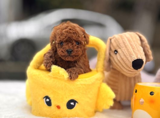 Mi̇cro Poodle Yavrular